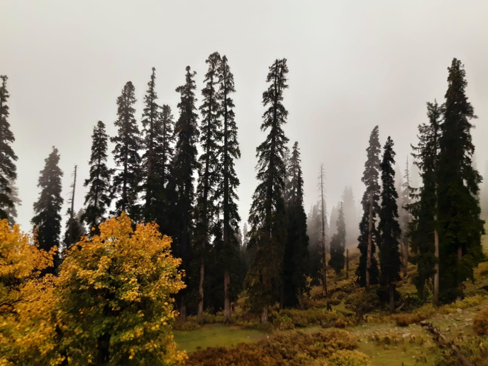 Misty forest of pine trees